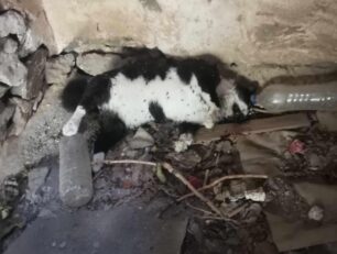 Τήνος: Με φόλες βασάνισε μέχρι θανάτου γάτες που φρόντιζαν φιλόζωοι (βίντεο)