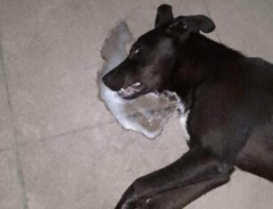 Τύρναβος Λάρισας: Απειλούν εθελοντές που φροντίζουν αδέσποτα μετά και τη δολοφονία σκυλιών με φόλες