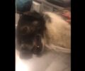 Τύρναβος Λάρισας: Πέθανε ο σκύλος που δηλητηριάστηκε με φόλα (βίντεο)