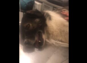 Τύρναβος Λάρισας: Πέθανε ο σκύλος που δηλητηριάστηκε με φόλα (βίντεο)