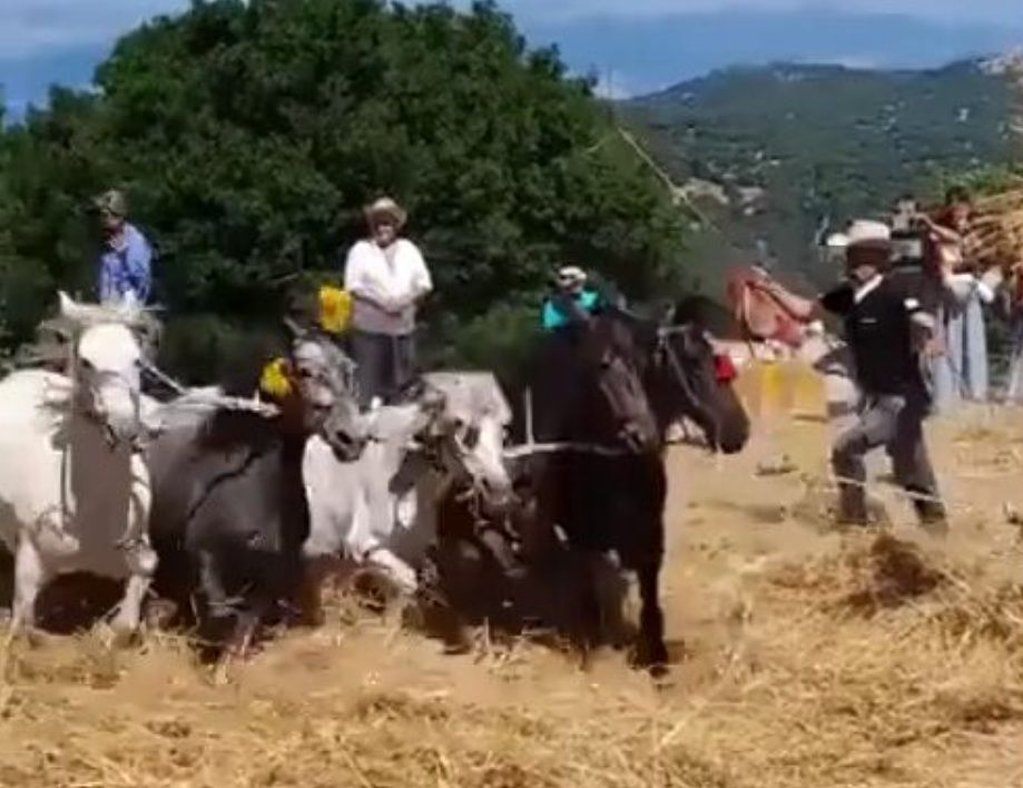 Βαλτεσινίκο Αρκαδίας: Αναπαράσταση αλωνίσματος με βασανισμό αλόγων και μουλαριών (βίντεο)