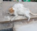 Χαϊδάρι Αττικής: Γάτα με τεράστιο όγκο στη ράχη της βρέθηκε πεταμένη στα σκουπίδια