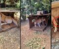 Χασιά Αττικής: Απειλούν γυναίκα που βρήκε δεμένα τα κακοποιημένα από τους ιδιοκτήτες τους σκυλιά (βίντεο)