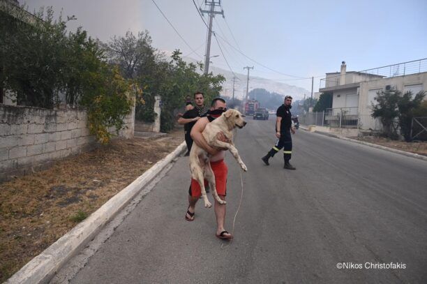 Εθνική τραγωδία σε εξέλιξη ο τεράστιος αριθμός ζώων και ο φυσικός πλούτος που καίγεται