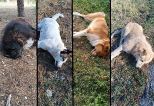 Άγιος Δημήτριος Κοζάνης: 17 σκυλιά δηλητηριασμένα από φόλες – Χωρίς τελειωμό οι δολοφονίες ζώων