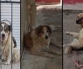 Αμαλιάδα Ηλείας: Κατήγγειλαν τον άνδρα που προσπάθησε να βιάσει σκύλο (βίντεο)