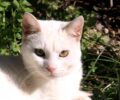 Αρώνι Χανίων: Πυροβόλησε με αεροβόλο τη γάτα την ώρα που κοιμόταν – Το ζώο πέθανε