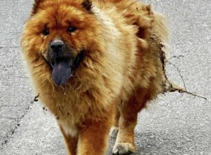 Δαράτσος Χανίων: Με σοβαρά εγκαύματα στην πλάτη σκύλος ράτσας Τσόου Τσόου που περιφερόταν εξαθλιωμένος