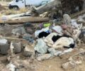 Διμήνι Μαγνησίας: Ολοκληρωτική καταστροφή του καταφυγίου σκύλων – Έκκληση για βοήθεια (βίντεο)