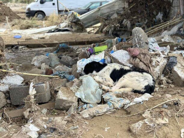 Διμήνι Μαγνησίας: Ολοκληρωτική καταστροφή του καταφυγίου σκύλων – Έκκληση για βοήθεια (βίντεο)