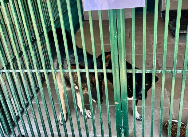 Εθελοντές για τη φροντίδα ζώων που διασώζονται στη Θεσσαλία ζητάει η Ειδική Γραμματεία του Υπ. Εσωτερικών