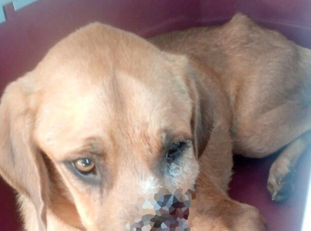 Ελιά Λακωνίας: Έγινε ευθανασία στον σκύλο που πυροβολήθηκε από κυνηγό με καραμπίνα στο κεφάλι