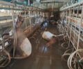 Φαλάνη Λάρισας: 1.000 πρόβατα πνιγμένα μέσα σε κτηνοτροφική μονάδα (βίντεο)