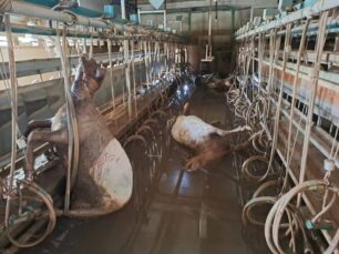 Φαλάνη Λάρισας: 1.000 πρόβατα πνιγμένα μέσα σε κτηνοτροφική μονάδα (βίντεο)