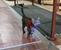 Πάρνηθα: Βρέθηκε γάτα με φθαρμένο κόκκινο σαμαράκι στο πάρκινγκ του καζίνο (βίντεο)