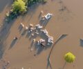 Γκεντίκι Λάρισας: Ελάχιστα ζώα επέζησαν μετά τις πλημμύρες και παραμένουν εγκλωβισμένα στο νερό (βίντεο)
