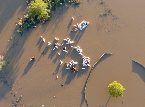 Γκεντίκι Λάρισας: Ελάχιστα ζώα επέζησαν μετά τις πλημμύρες και παραμένουν εγκλωβισμένα στο νερό (βίντεο)