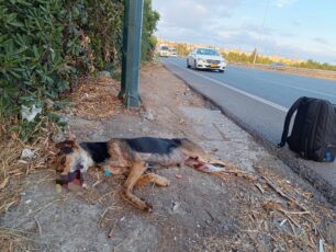 Καταγγέλλει την κακοποίηση σκυλιών στο Δημοτικό Κυνοκομείο Ηρακλείου Κρήτης το «βραβευμένο» από φιλοκυβερνητική Μ.Κ.Ο. (βίντεο)