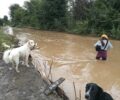 Καρυές Τρικάλων: Έκκληση για τα σκυλιά που είναι μέσα στο νερό σε καταφύγιο πλημμυρισμένο (βίντεο)