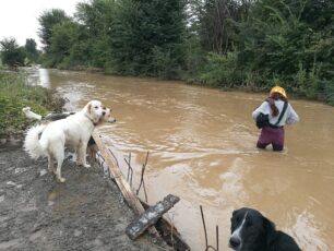 Καρυές Τρικάλων: Έκκληση για τα σκυλιά που είναι μέσα στο νερό σε καταφύγιο πλημμυρισμένο (βίντεο)