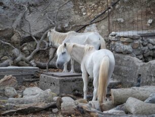Κεφαλλονιά: Ποιος περιέφραξε την πηγή ώστε να μην πίνουν νερό τα άγρια άλογα;
