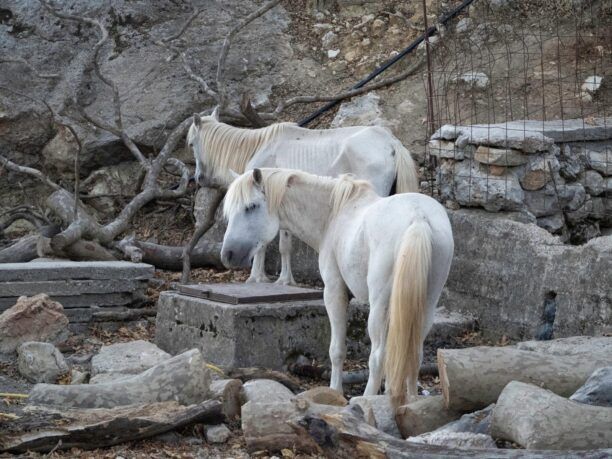 Κεφαλλονιά: Ποιος περιέφραξε την πηγή ώστε να μην πίνουν νερό τα άγρια άλογα;