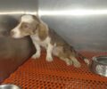 Κορωνησία Άρτας: Έκκληση για έξοδα χειρουργείου παράλυτου σκύλου που πυροβολήθηκε με αεροβόλο (βίντεο)
