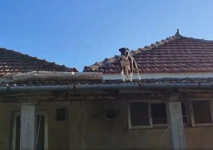 Κοσκινάς Καρδίτσας: Σκύλος για μέρες στα κεραμίδια σπιτιού (βίντεο)