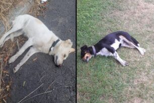 Κουφάλια Θεσσαλονίκης: Σκυλιά και γάτες δολοφονημένα με φόλες