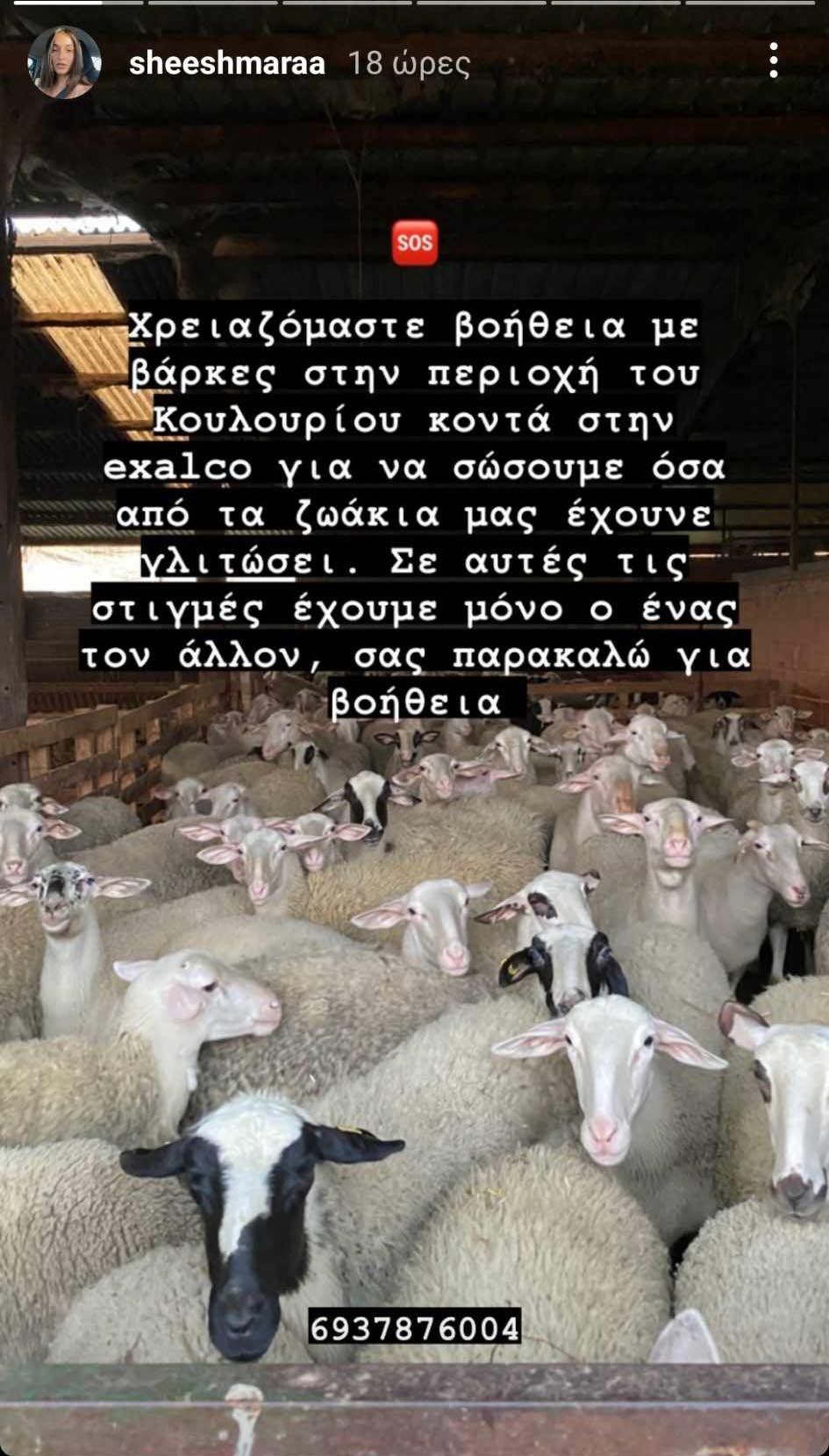 Κουλούρι Λάρισας: Κατσίκες και πρόβατα ανάμεσα σε πτώματα ψάχνουν τροφή στα λασπόνερα (βίντεο) 1 KoulouriLarisasProvata11 9 2023