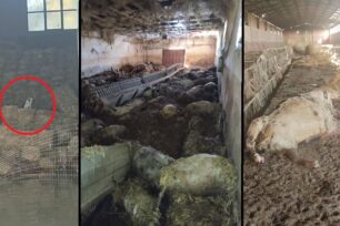 Κουλούρι Λάρισας: Πρόβατα, αγελάδες, κότες, κουνέλια, σκυλιά, γάτες πνιγμένα σε στάβλο (βίντεο)