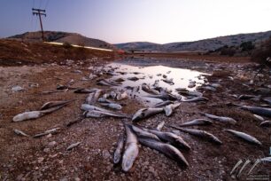 Λάρισα: Χιλιάδες νεκρά ψάρια στα πλημμυρισμένα χωράφια σε Κουτσόχερο, Φαλάνη και αλλού (βίντεο)