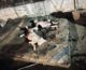 Κρανιά Καρδίτσας: Κουτάβια ξαπλώνουν στα πεταμένα βρεγμένα στρώματα