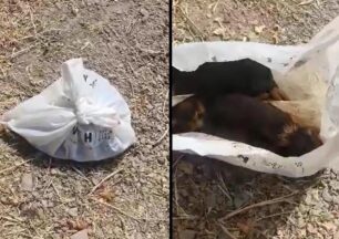 Λήμνος: Βρήκαν νεογέννητα κουτάβια ζωντανά κλεισμένα σε σακούλα να ουρλιάζουν (βίντεο)