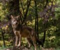 Η Κομισιόν στοχοποιεί τους λύκους αδίκως καταγγέλλουν 16 περιβαλλοντικές οργανώσεις