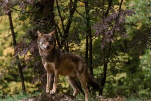 Η Κομισιόν στοχοποιεί τους λύκους αδίκως καταγγέλλουν 16 περιβαλλοντικές οργανώσεις