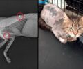Λυκόβρυση Αττικής: Γάτα με σπασμένο πόδι πυροβολημένη με αεροβόλο (βίντεο)