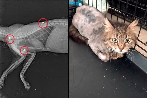 Λυκόβρυση Αττικής: Γάτα με σπασμένο πόδι πυροβολημένη με αεροβόλο (βίντεο)