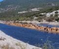 Μαγνησία: Εκατοντάδες αγελάδες σε νησίδα γης ανάμεσα σε Κανάλια και Καλαμάκι πάνω από τη λίμνη Κάρλα (βίντεο)
