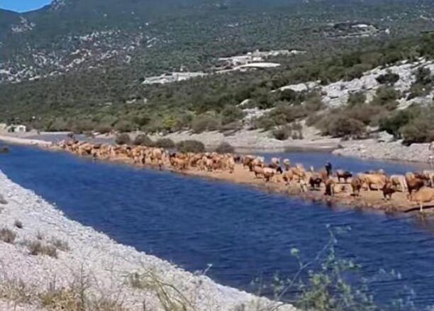 Μαγνησία: Εκατοντάδες αγελάδες σε νησίδα γης ανάμεσα σε Κανάλια και Καλαμάκι πάνω από τη λίμνη Κάρλα (βίντεο)