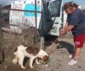 Μεταμόρφωση Καρδίτσας: Με ελικόπτερο έσωσαν σκύλο που ήταν στα κεραμίδια πλημμυρισμένου σπιτιού (βίντεο)