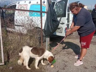 Μεταμόρφωση Καρδίτσας: Με ελικόπτερο έσωσαν σκύλο που ήταν στα κεραμίδια πλημμυρισμένου σπιτιού (βίντεο)