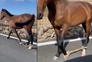 Μύκονος: Άλογο με δεμένα πόδια κακοποιείται με παστούρα και εξαιτίας της ανοχής της τοπικής κοινωνίας (βίντεο)