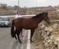Μύκονος: Άλογο με δεμένα τα πόδια με παστούρα στον δρόμο στα Παραδείσια