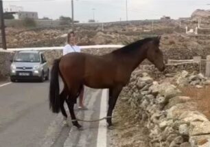 Μύκονος: Άλογο με δεμένα τα πόδια με παστούρα στον δρόμο στα Παραδείσια