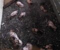 Μυρίνη Καρδίτσας: Γουρούνια πνίγηκαν εγκλωβισμένα μέσα σε χοιροτροφείο (βίντεο)