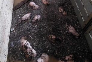 Μυρίνη Καρδίτσας: Γουρούνια πνίγηκαν εγκλωβισμένα μέσα σε χοιροτροφείο (βίντεο)