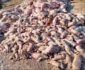 Μυρίνη Καρδίτσας: 1.500 γουρούνια πνίγηκαν μέσα στο χοιροτροφείο «Κάσσος»