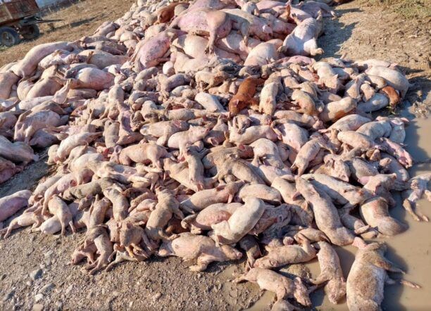 Μυρίνη Καρδίτσας: 1.500 γουρούνια πνίγηκαν μέσα στο χοιροτροφείο «Κάσσος»