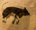 Νικήσιανη Καβάλας: Με φόλες δολοφόνησε δύο αδέσποτα σκυλιά που φρόντιζαν κάτοικοι (βίντεο)